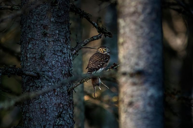 Owls Can Be Poisoned By Eating Poisoned Mice Owls Can Be Poisoned By Eating Poisoned Mice