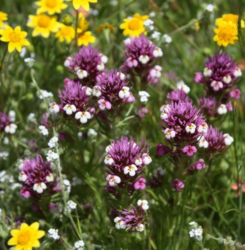 Owls Clover Adapts To Clay Easily