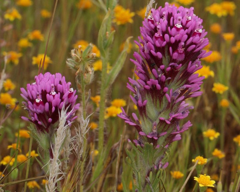 Owl's Clover