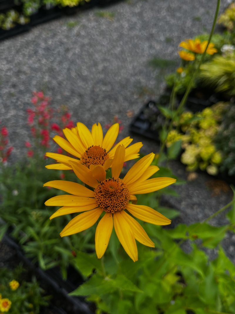 Ox-Eye Sunflower