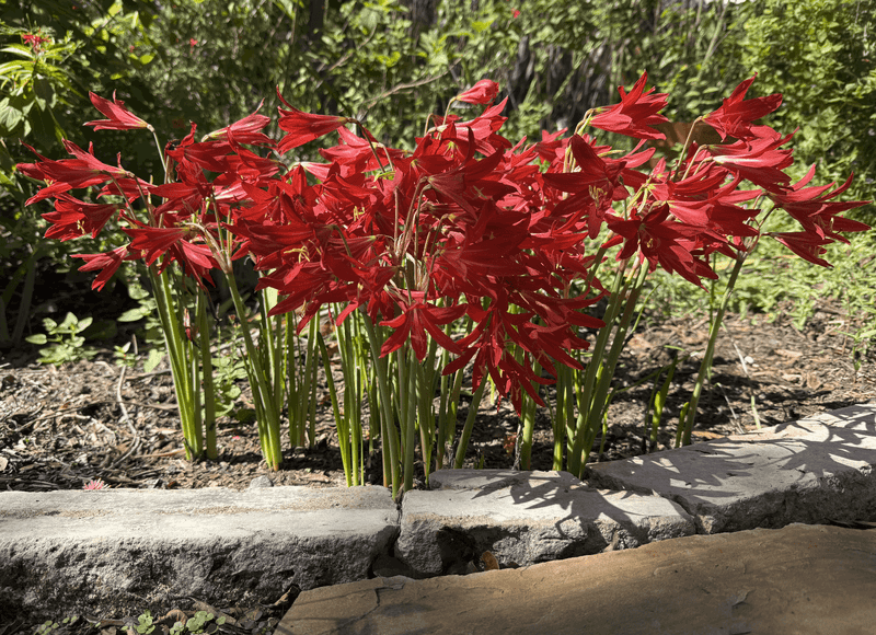 Oxblood Lily Carries Texas History