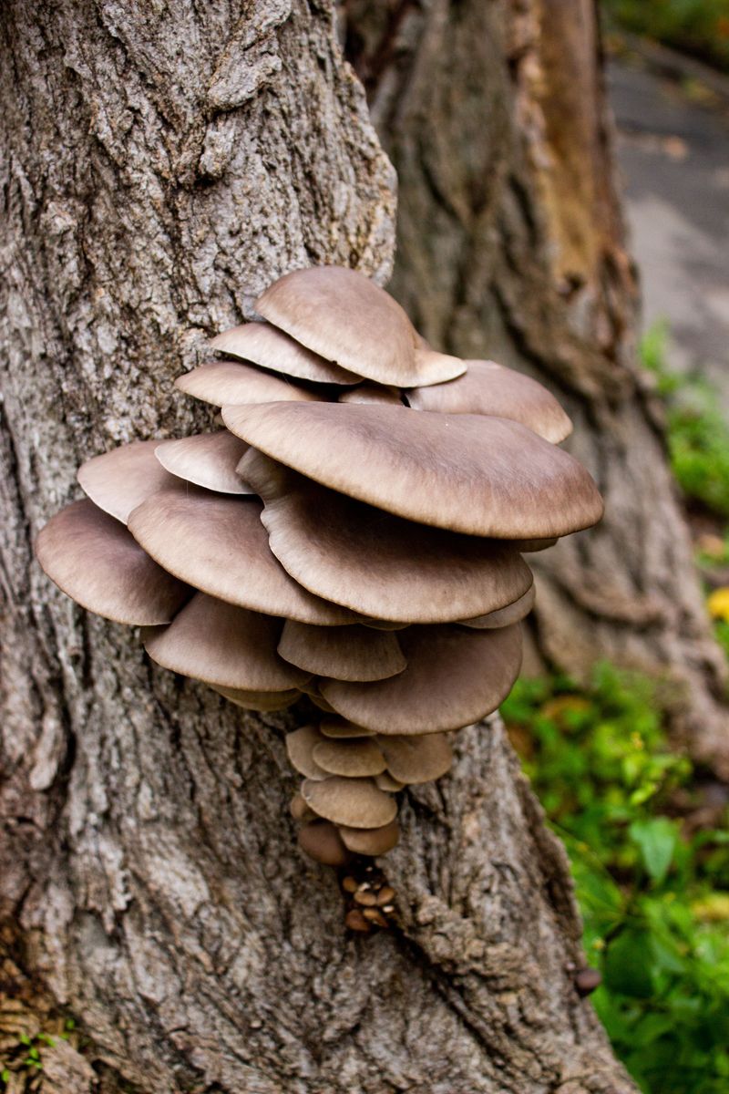 Oyster Mushrooms on a Pecan Trunk Point to Old Wood