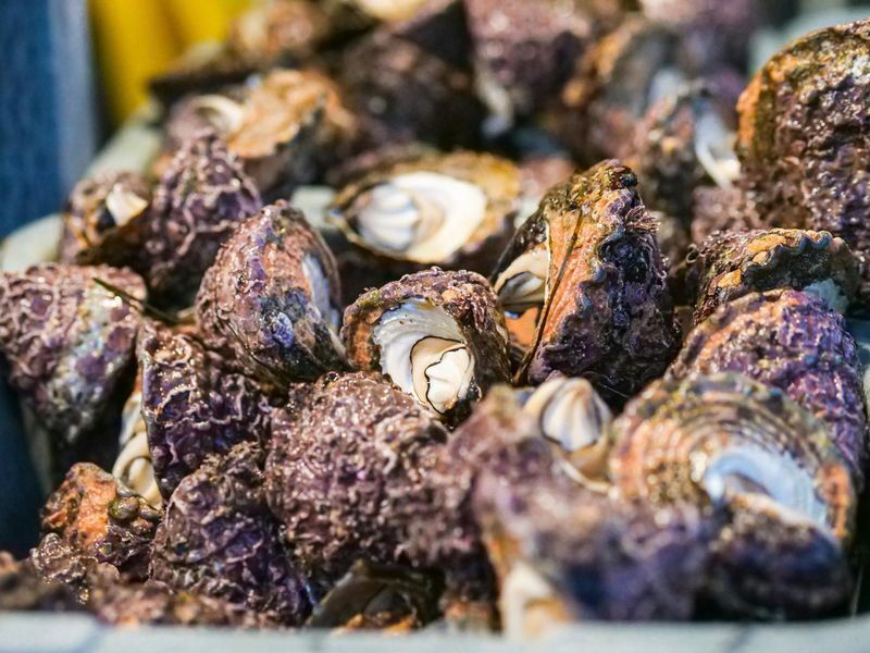 Oyster Shells Are Packed With Calcium Oyster Shells Are Packed With Calcium