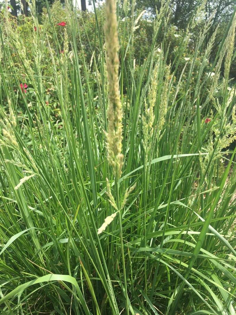 Pacific Reedgrass Thrives Near The Coast