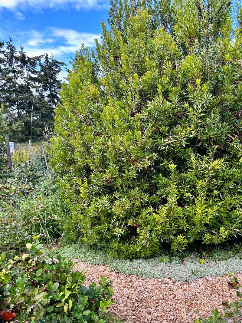 Pacific Wax Myrtle Grows Dense And Fast