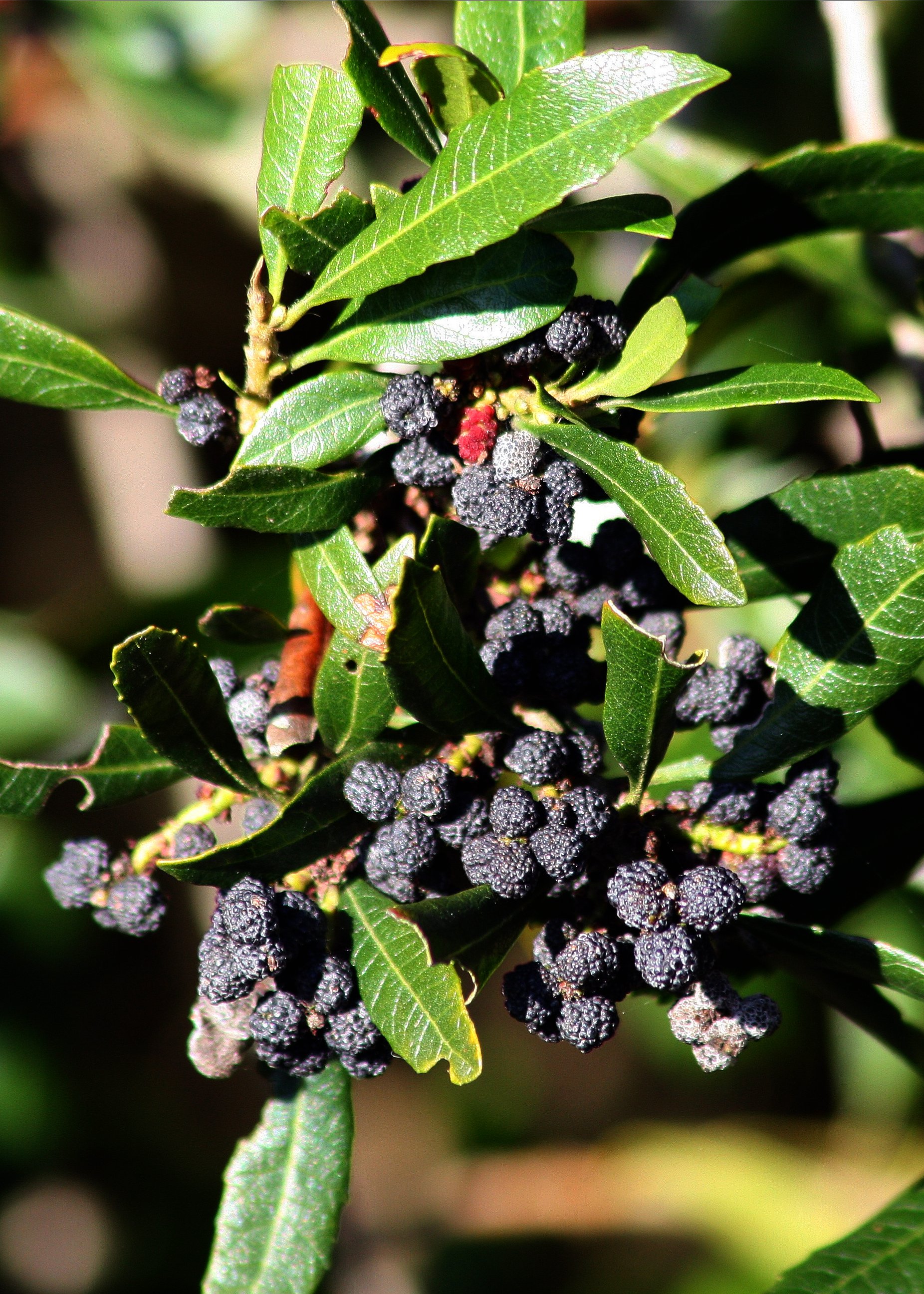 Pacific Wax Myrtle Offers Waxy Berries And Cover