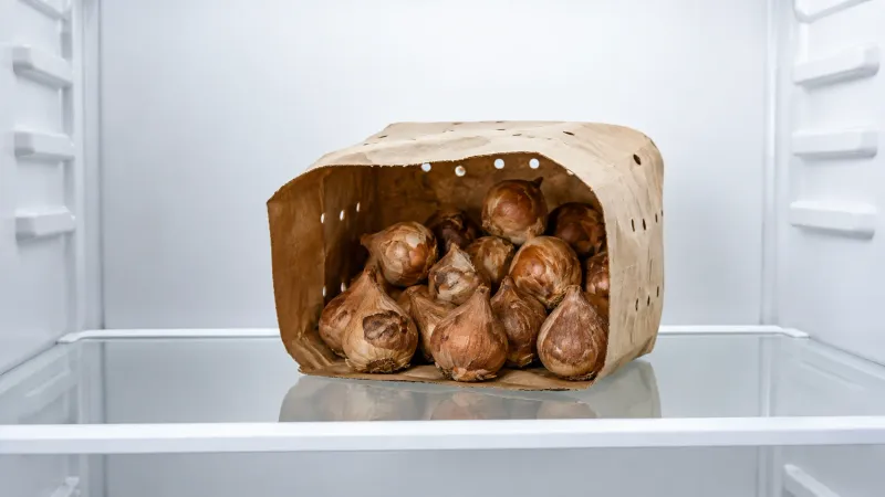 Pack Bulbs The Smart Way