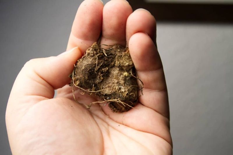 Pack Them In Peat Moss Or Dry Sand