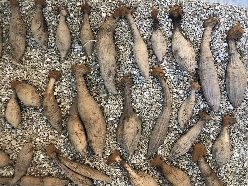 Pack Them In Peat Moss Or Vermiculite Pack Them In Peat Moss Or Vermiculite