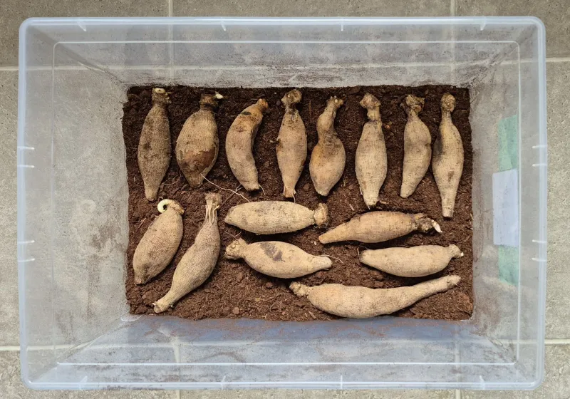 Pack Them In Peat Moss Or Vermiculite Pack Them In Peat Moss Or Vermiculite