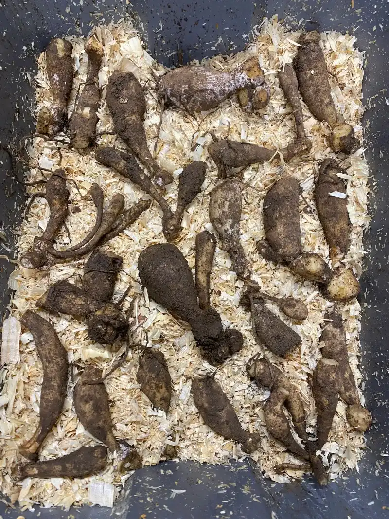 Pack Them In Peat Or Wood Shavings