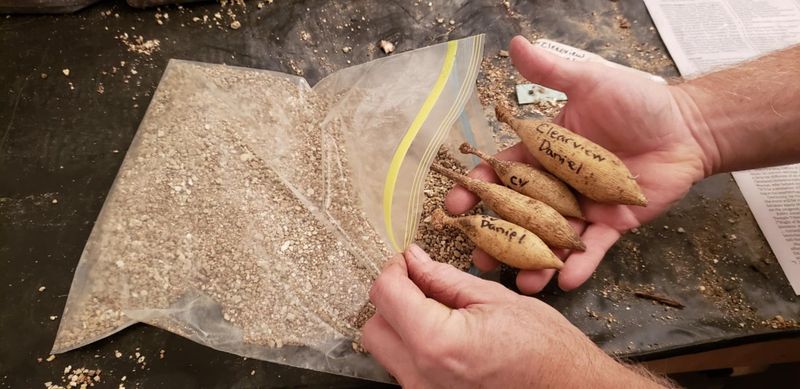 Pack Tubers In Peat Moss, Vermiculite Or Wood Shavings