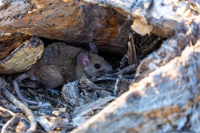Packrat Nests and Yard Debris