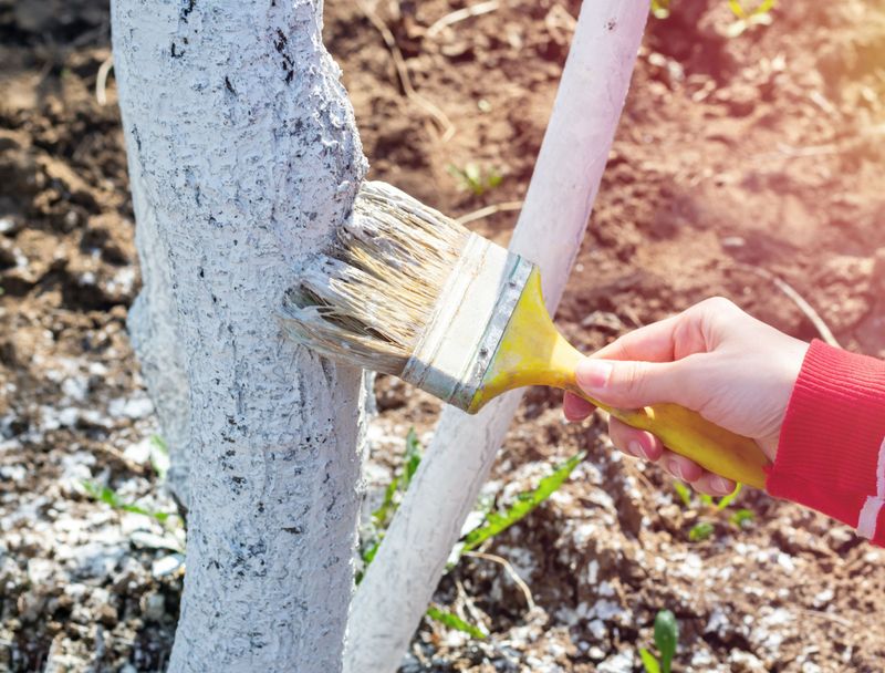 Paint Exposed Trunks With Diluted White Latex