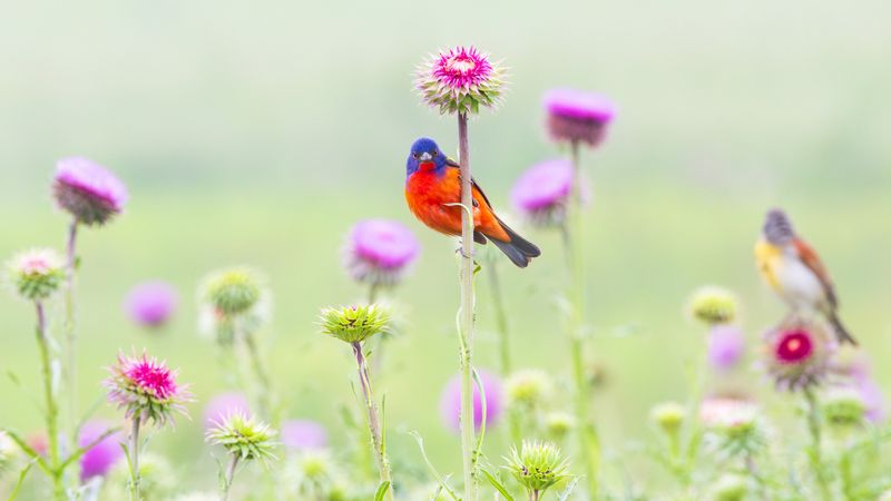 Painted Buntings Live On Seeds All Winter Painted Buntings Live On Seeds All Winter
