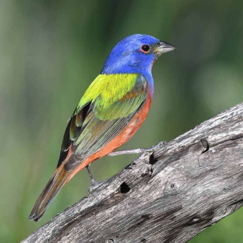 Painted Buntings Reach Central And South Florida In October Painted Buntings Reach Central And South Florida In October
