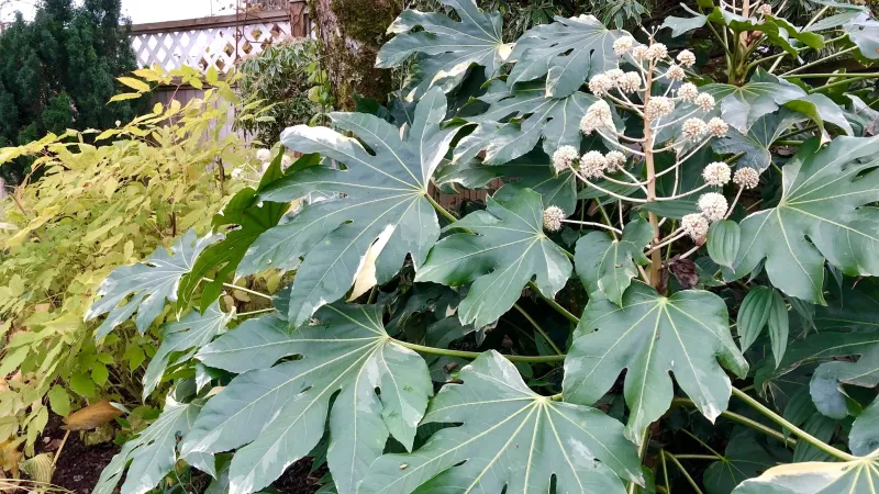 Pair It With Ferns And Hostas For Contrast In Shade Pair It With Ferns And Hostas For Contrast In Shade