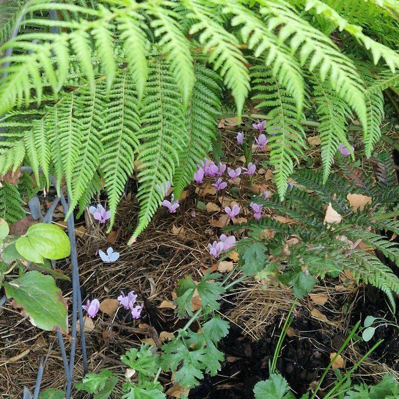 Pair It With Other Shade Plants For Year-Round Interest Pair It With Other Shade Plants For Year-Round Interest