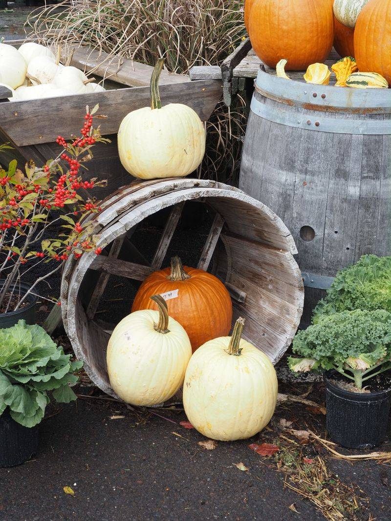 Pair Pumpkins With Ornamental Kale