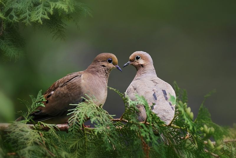 Pair open feeding space with nearby cover