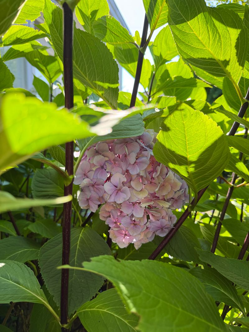 Pairing Fall Pruning With Late Feeding