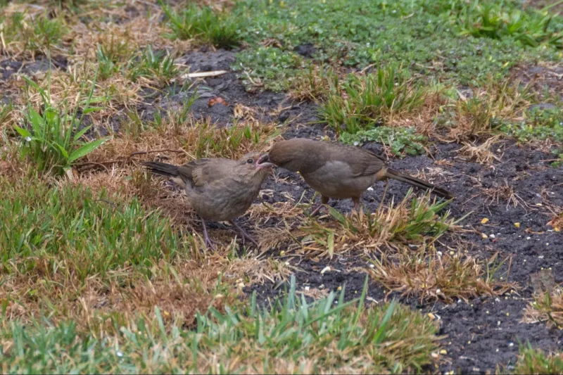 Pairs Stay Together Through Much Of The Year Pairs Stay Together Through Much Of The Year