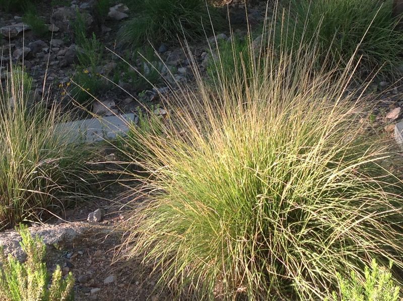 Pairs Well With Other Native Groundcovers Pairs Well With Other Native Groundcovers