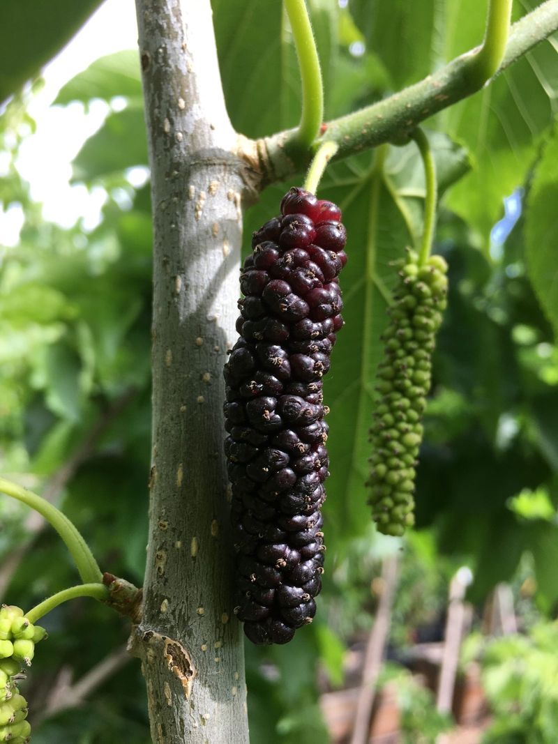 Pakistan Mulberry