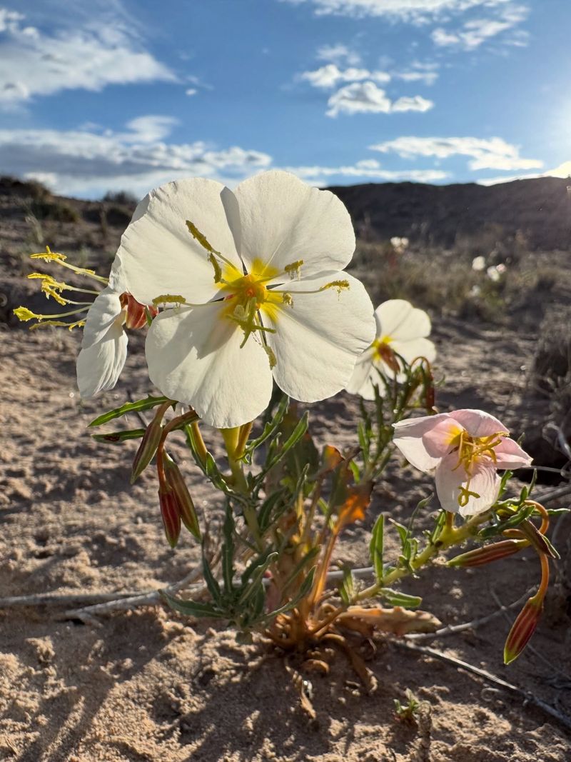 Pale Evening Primrose Pale Evening Primrose