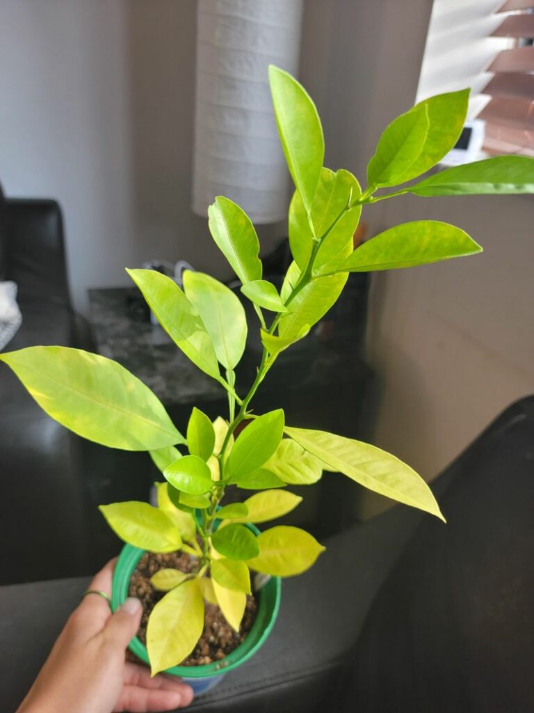 Tree Problems Symtom 8 Signs Your California Citrus Tree Is Ready For Its Fall Feeding ...