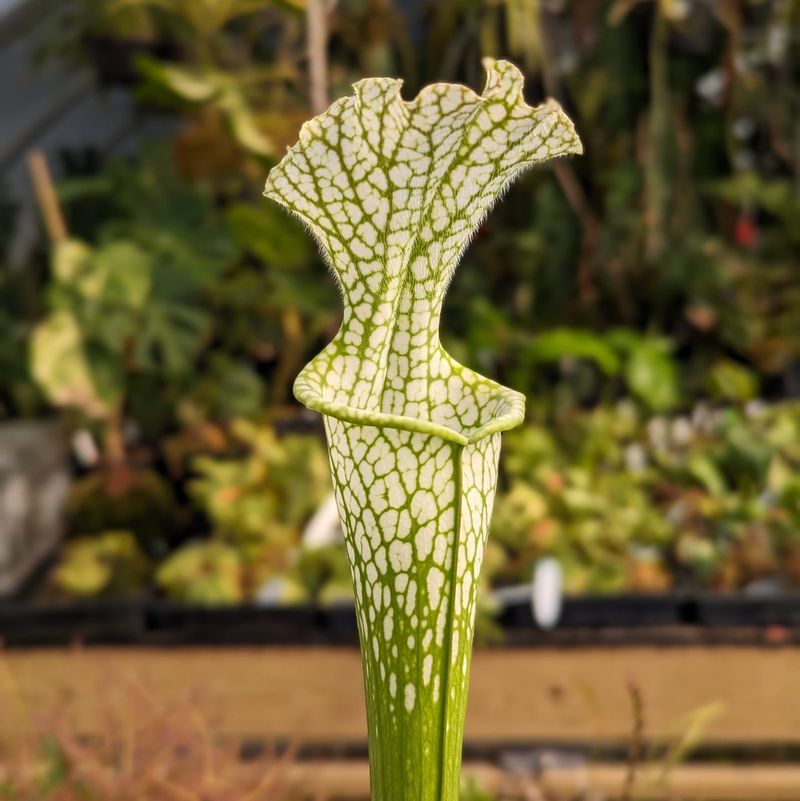 Pale Pitcher Plant