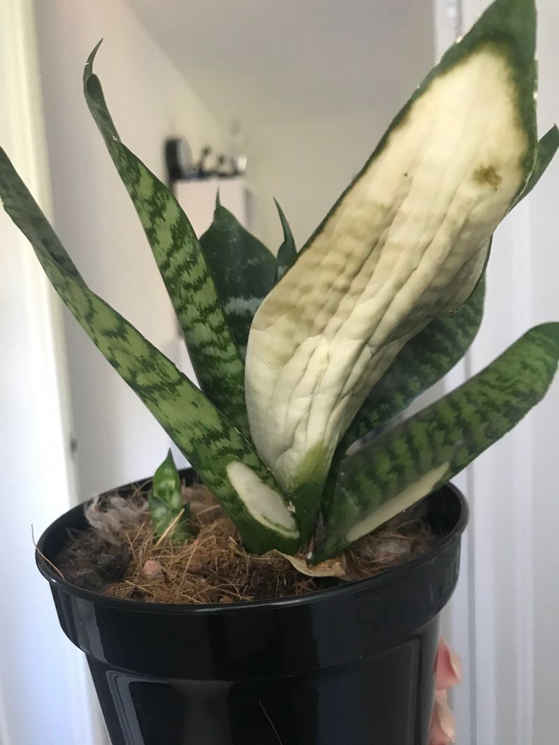 Pale, Scorched, or Brown Patches on Leaves Pale, Scorched, or Brown Patches on Leaves