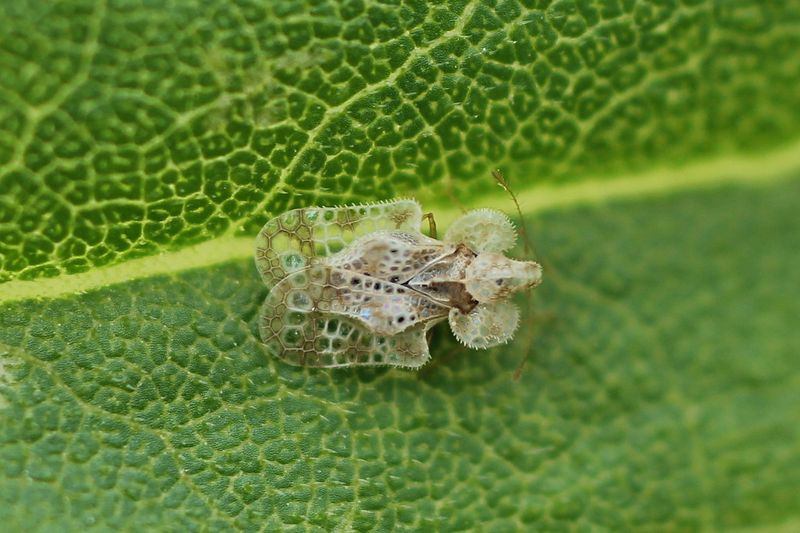 Pale Speckles From Lace Bugs Pale Speckles From Lace Bugs