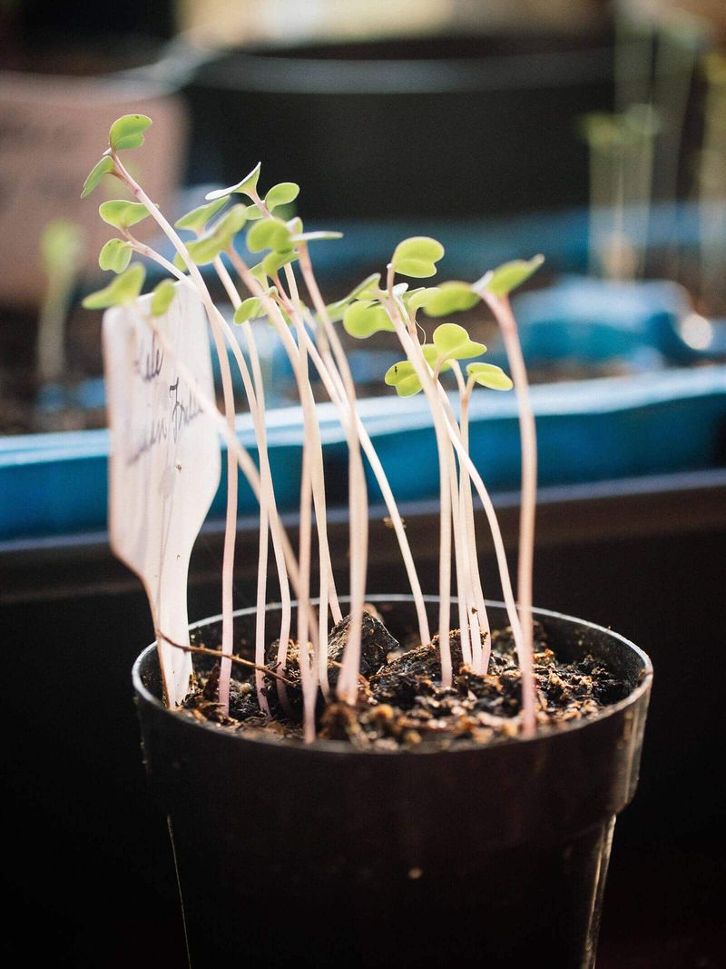 Pale Stretched Growth Points To Too Little Light Pale Stretched Growth Points To Too Little Light