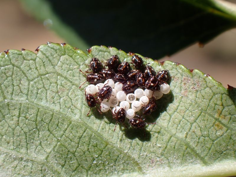 Pale clusters can be stink bug eggs, but color does not tell the whole story Pale clusters can be stink bug eggs, but color does not tell the whole story