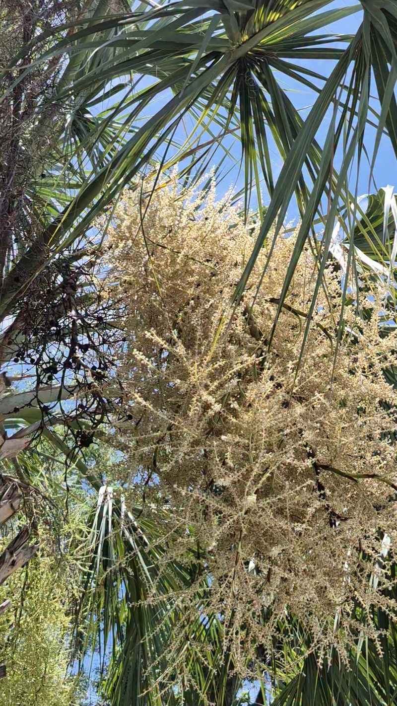 Palm Flowers Feed Bees And Other Pollinators Palm Flowers Feed Bees And Other Pollinators