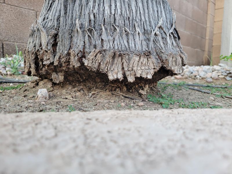 Palm Roots Grow Fastest In Warm Soil