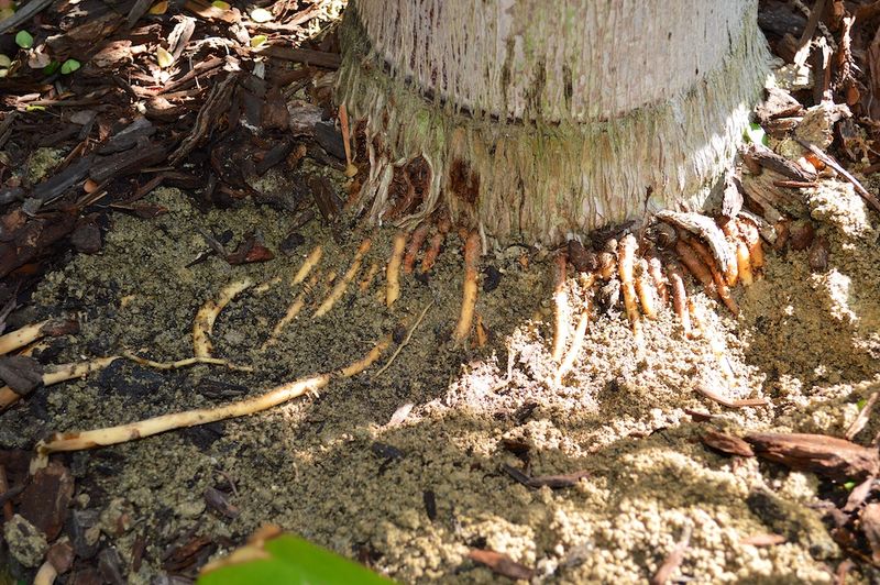 Palm Roots Reach 50 Feet Or More Into Your Lawn Palm Roots Reach 50 Feet Or More Into Your Lawn