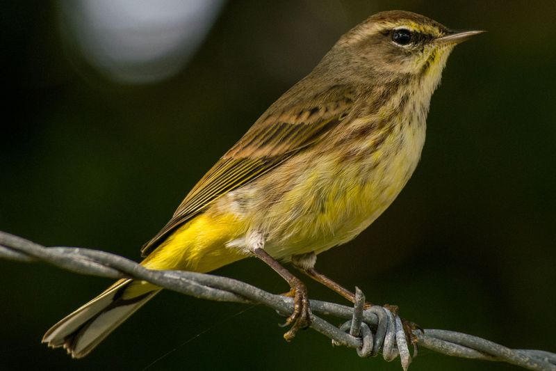 Palm Warblers Arrive As Early As September Palm Warblers Arrive As Early As September