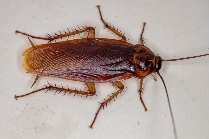 Palmetto Bug Is A Nickname For Several Big Roaches
