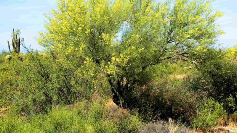 Palo verde offers habitat and resources for wildlife