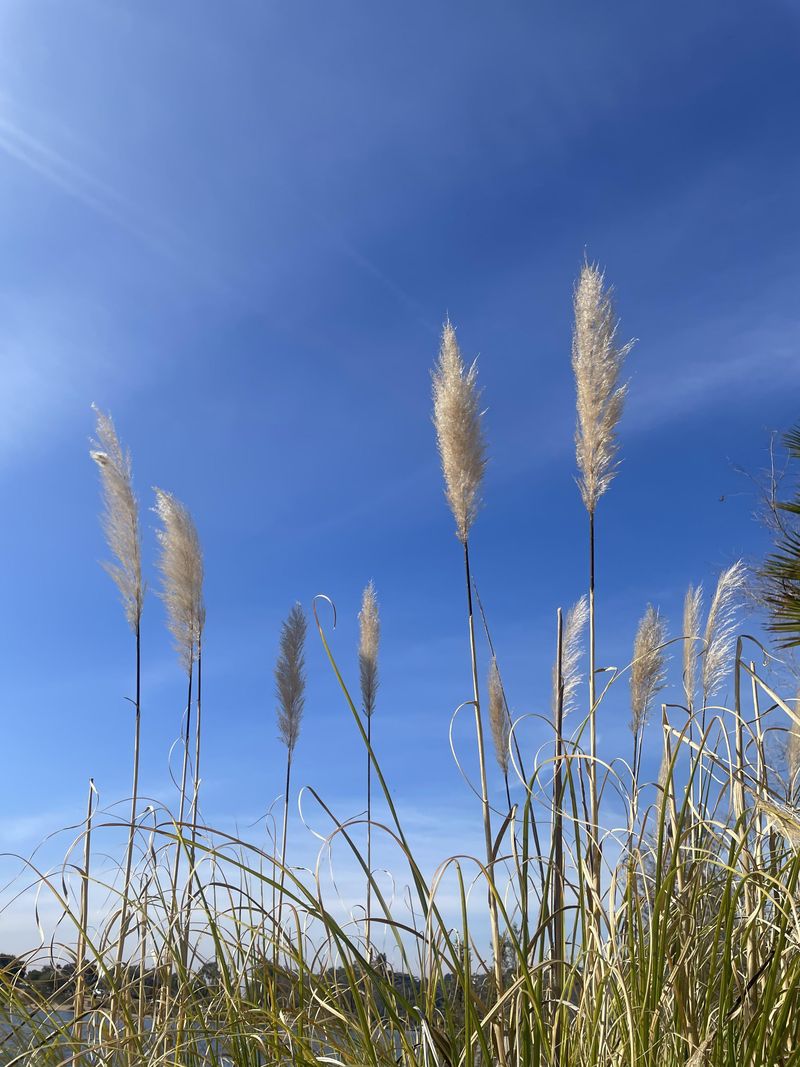 Pampas Grass Is Legal But Widely Discouraged Pampas Grass Is Legal But Widely Discouraged