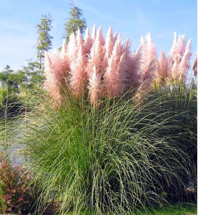 Pampas Grass Is The Invasive Giant To Remove