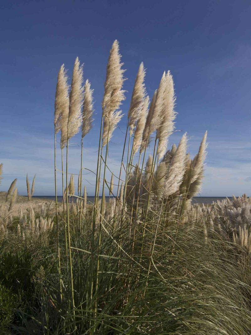 Pampas Grass Is Widely Discouraged