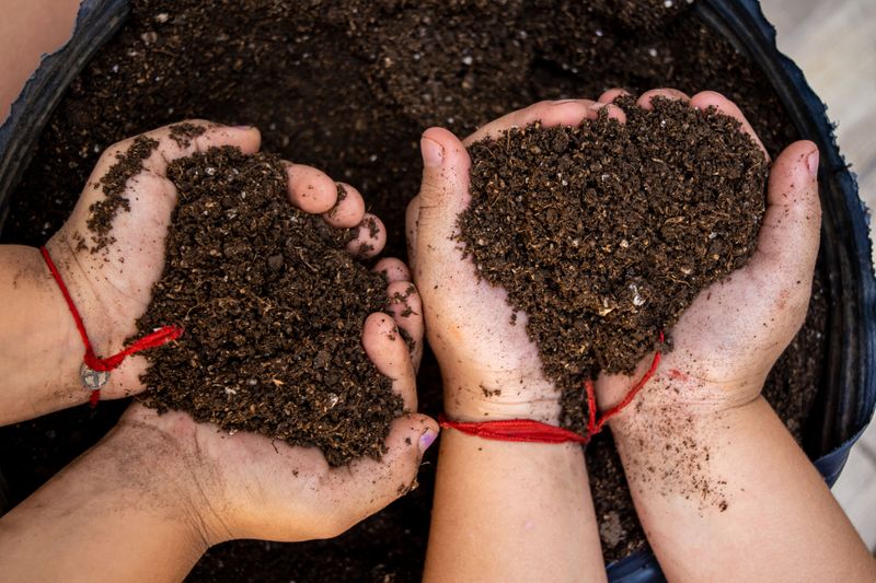 Pampered Soil Softens Your Coneflowers Over Time