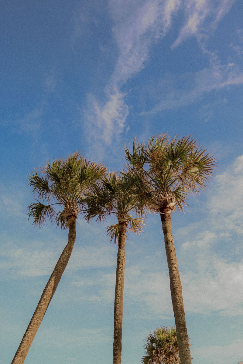 Panhandle Palms Should Skip This Feeding