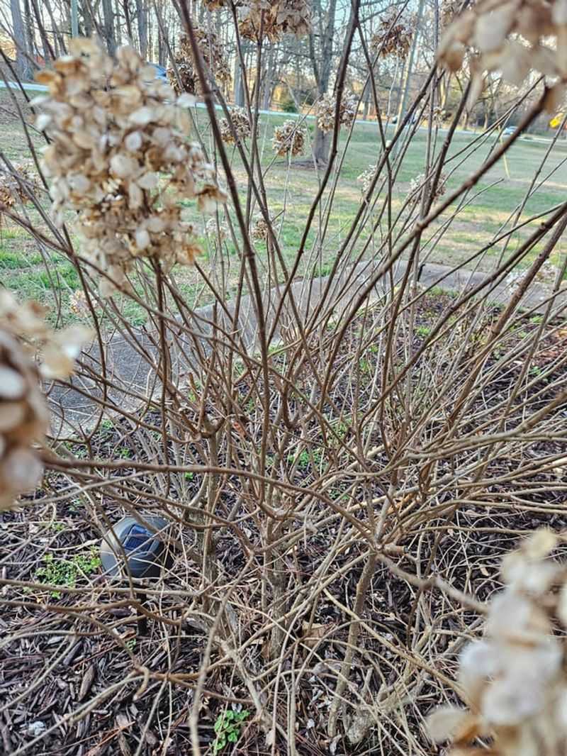 Panicle And Smooth Hydrangeas Play By Different Rules Panicle And Smooth Hydrangeas Play By Different Rules