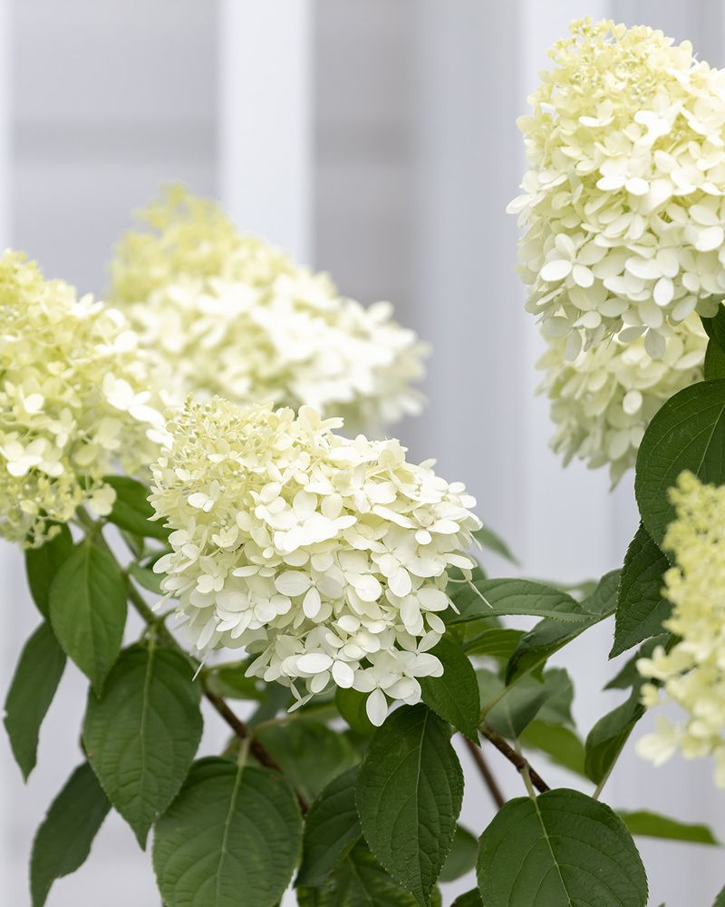 Panicle And Smooth Types Are Safer To Prune Later Panicle And Smooth Types Are Safer To Prune Later
