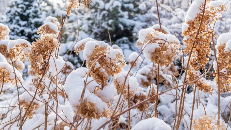 Panicle Flower Heads Can Stay Into Spring Panicle Flower Heads Can Stay Into Spring