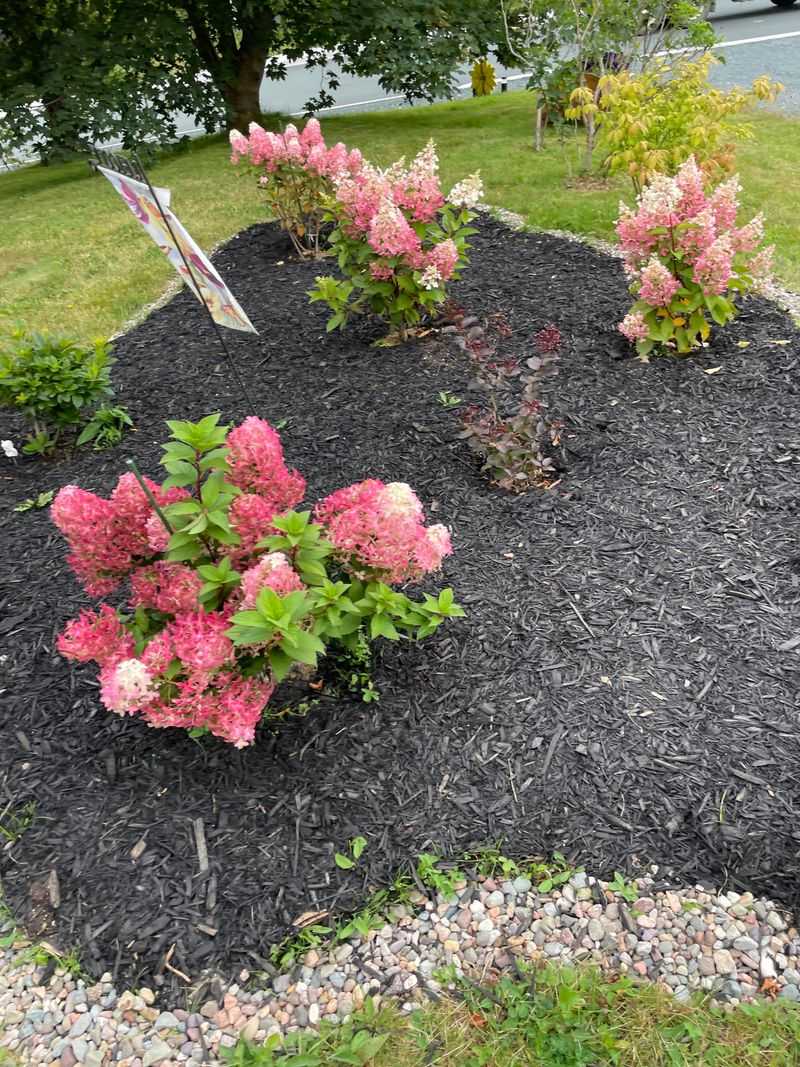 Panicle Hydrangea For Flowers After Cold Winters
